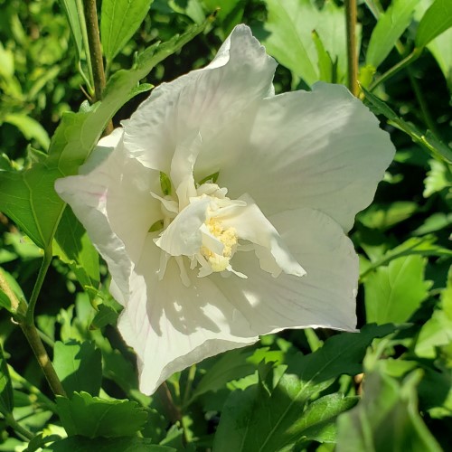 Details about   1 Gal Live Shrub With White Flowers White Pillar Rose Of Sharon Hibiscus
